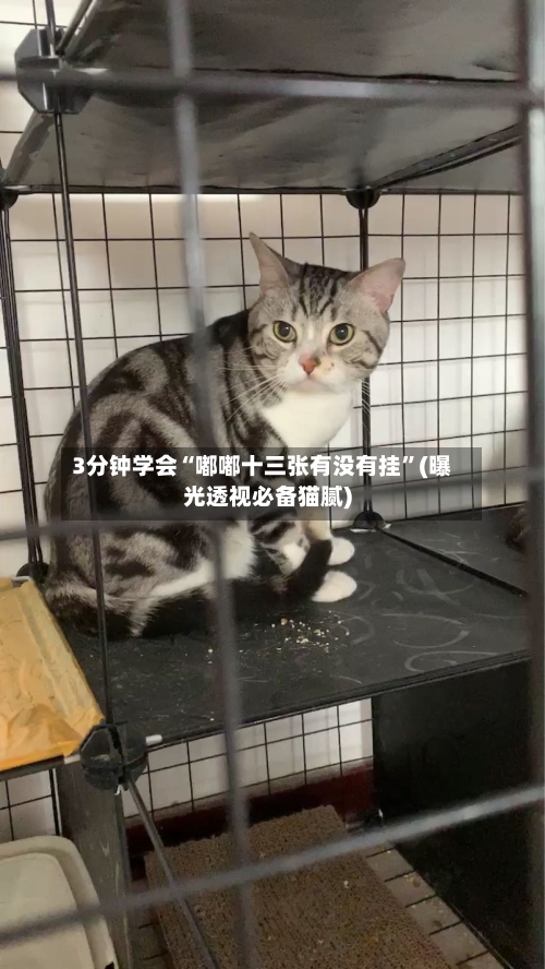 3分钟学会“嘟嘟十三张有没有挂”(曝光透视必备猫腻)-第3张图片