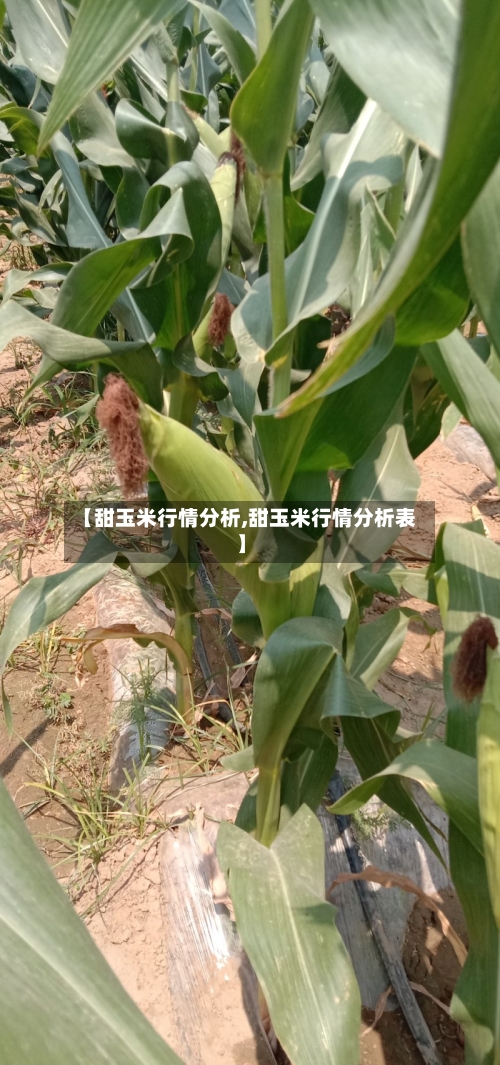 【甜玉米行情分析,甜玉米行情分析表】-第2张图片