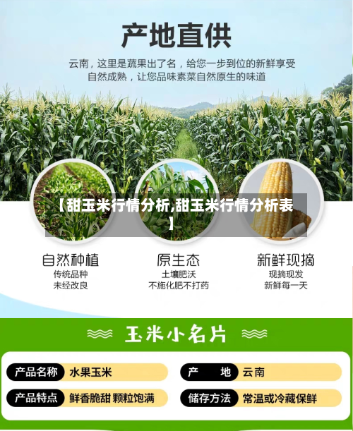 【甜玉米行情分析,甜玉米行情分析表】