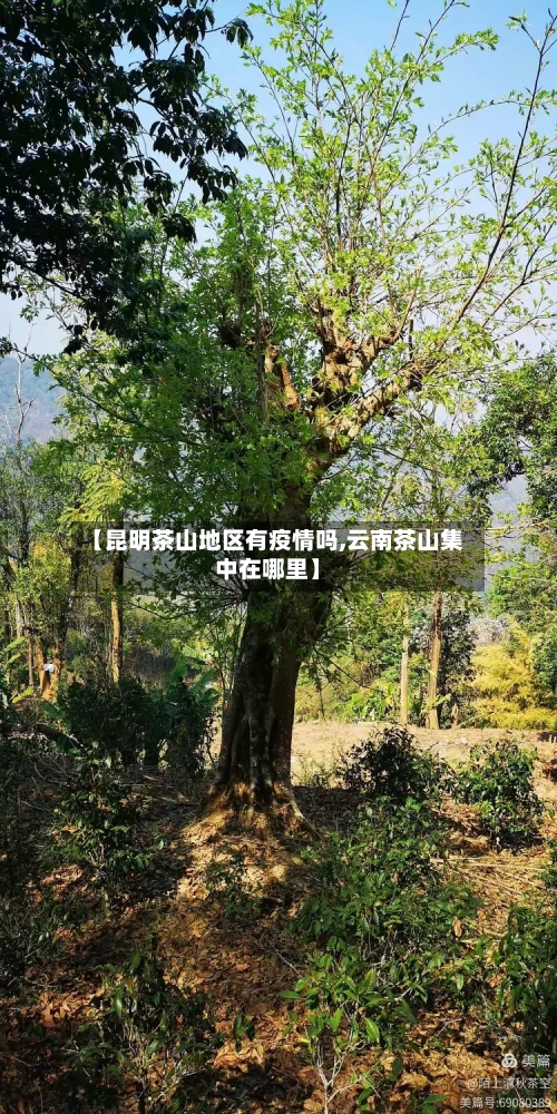 【昆明茶山地区有疫情吗,云南茶山集中在哪里】