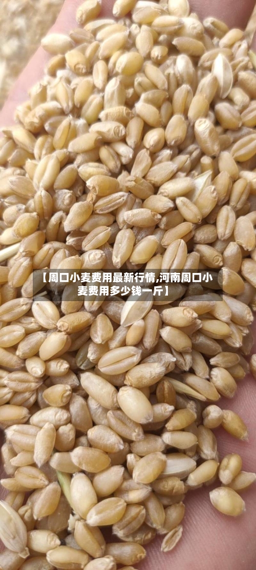 【周口小麦费用最新行情,河南周口小麦费用多少钱一斤】