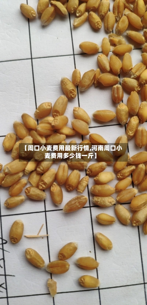 【周口小麦费用最新行情,河南周口小麦费用多少钱一斤】-第2张图片