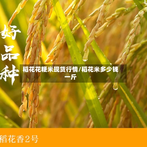 稻花花粳米现货行情/稻花米多少钱一斤-第3张图片
