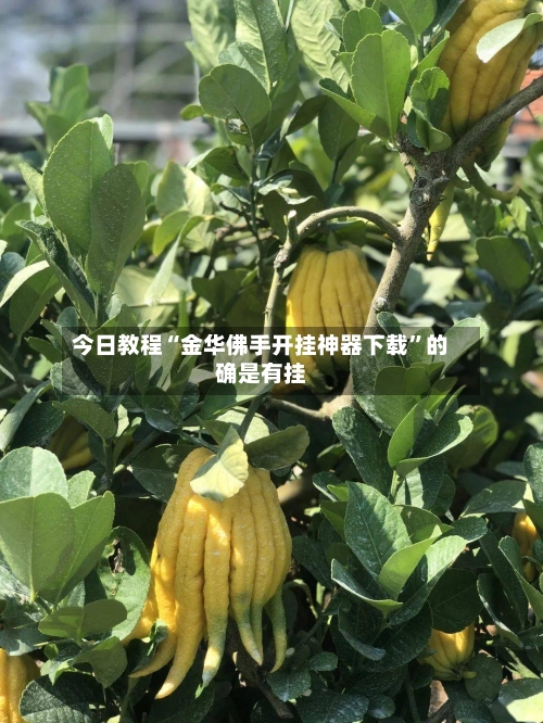今日教程“金华佛手开挂神器下载”的确是有挂-第3张图片