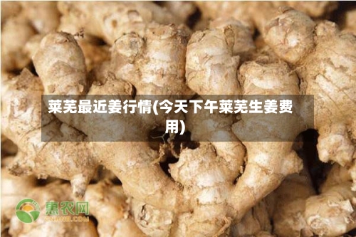 莱芜最近姜行情(今天下午莱芜生姜费用)