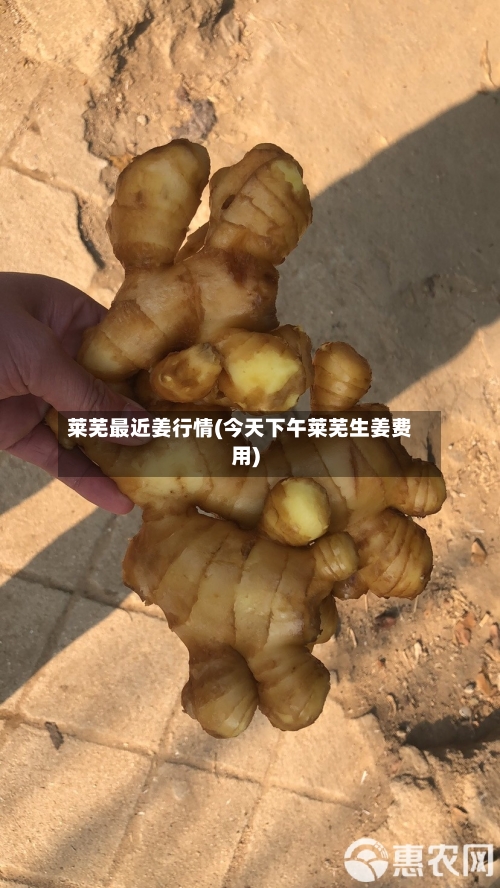 莱芜最近姜行情(今天下午莱芜生姜费用)-第2张图片