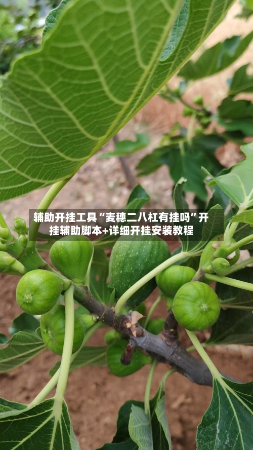 辅助开挂工具“麦穗二八杠有挂吗	”开挂辅助脚本+详细开挂安装教程-第2张图片