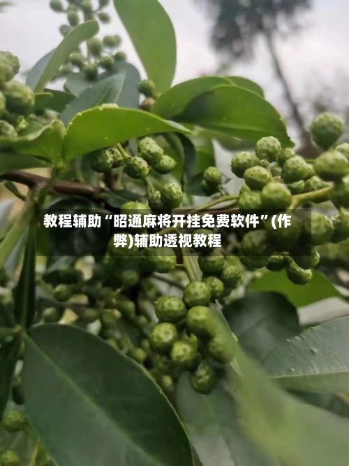 教程辅助“昭通麻将开挂免费软件	”(作弊)辅助透视教程-第2张图片