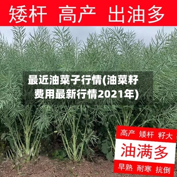 最近油菜子行情(油菜籽费用最新行情2021年)-第2张图片