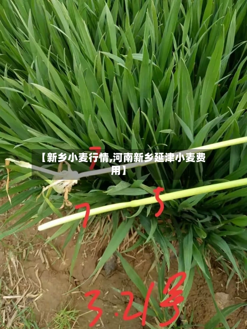 【新乡小麦行情,河南新乡延津小麦费用】