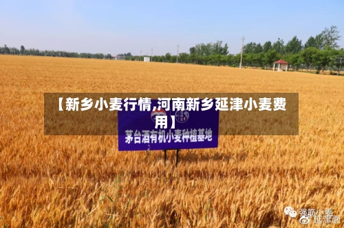 【新乡小麦行情,河南新乡延津小麦费用】-第2张图片