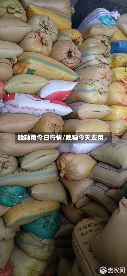 晚籼稻今日行情/晚稻今天费用-第3张图片