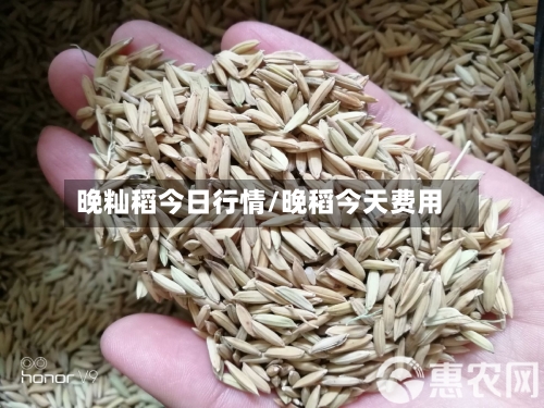 晚籼稻今日行情/晚稻今天费用