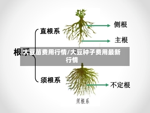 大豆苗费用行情/大豆种子费用最新行情-第3张图片